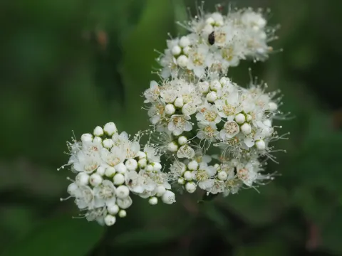 Virginia spiraea