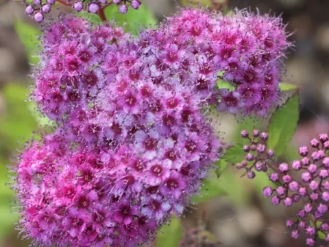 Watson's spirea