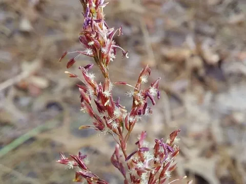 Pineywoods dropseed