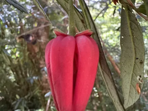 Crinodendron