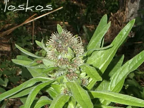 Solenanthus
