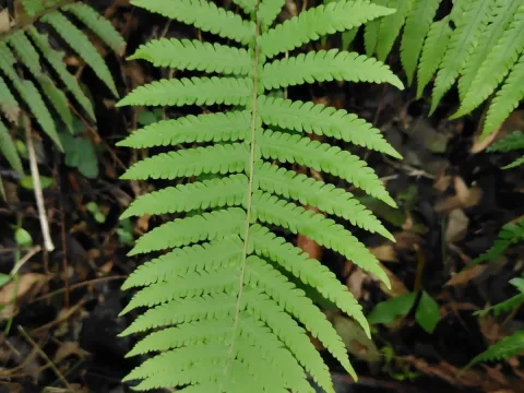 Sphaerostephanos