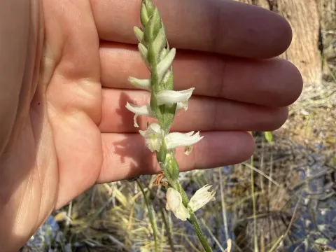Spiranthes