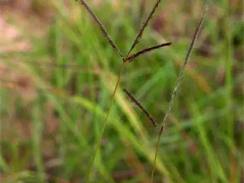 Stereochlaena