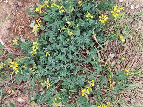 Coronilla securidaca