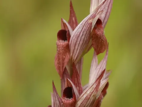 Серапіас