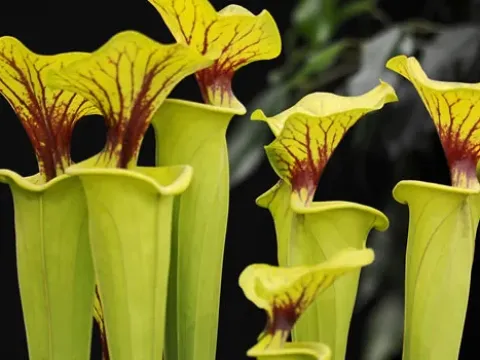 Yellow pitcher plant