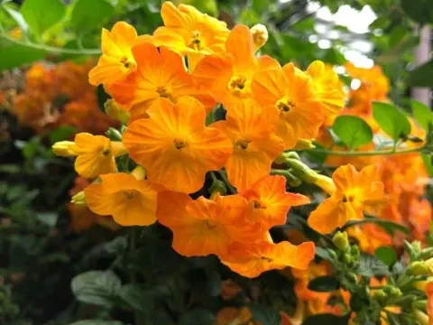 Streptosolen
