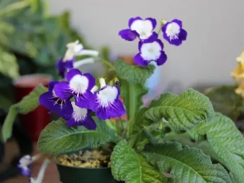 Streptocarpus