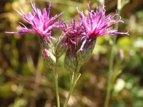 Serratula seoanei