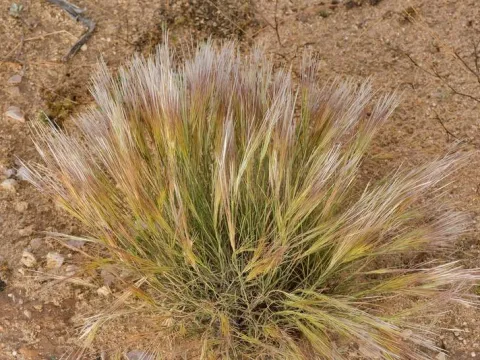 Stipagrostis