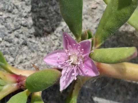 Cypselea