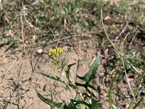 Cape hedge mustard