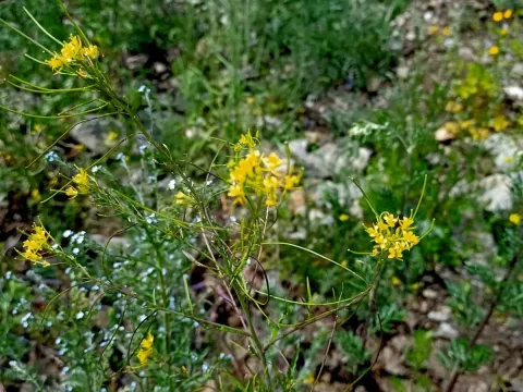 Sisymbrium heteromallum