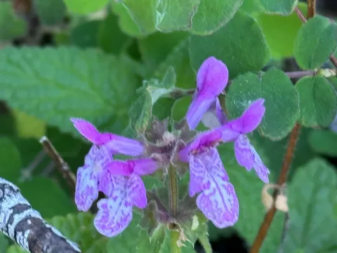Stachys bullata