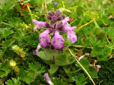Elliptic hedge-nettle