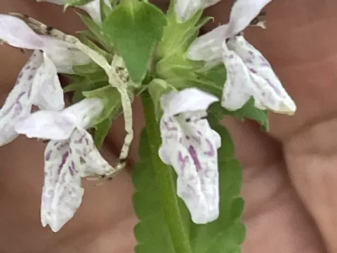 Florida hedge-nettle