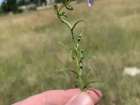 Stachys hyssopoides