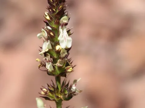 Stachys recta