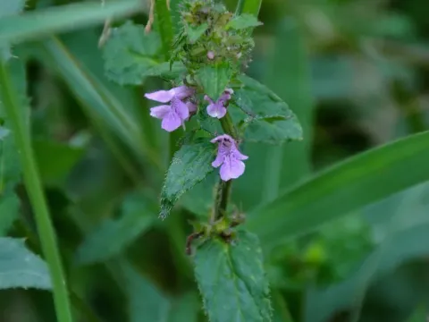 Rieder's hedge-nettle