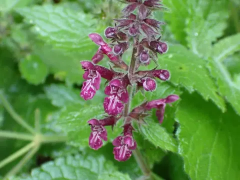 Hedge woundwort