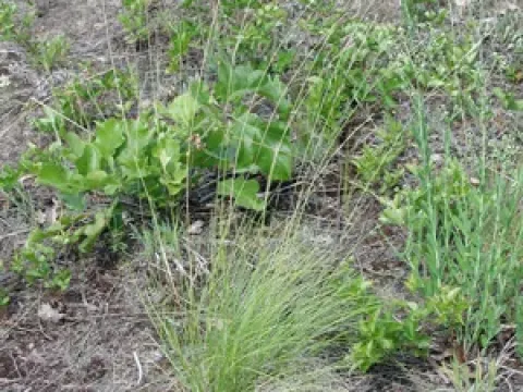 Oat-leaved spear grass