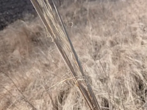 Feather grass