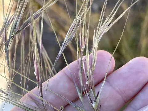 Nodding needlegrass