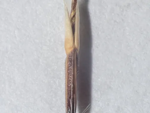 Charrua needlegrass