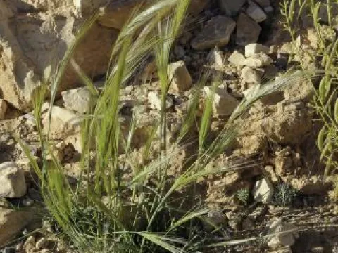 Cape needlegrass