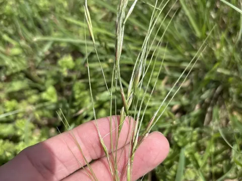 Texas needlegrass