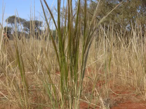 Stipa nitida