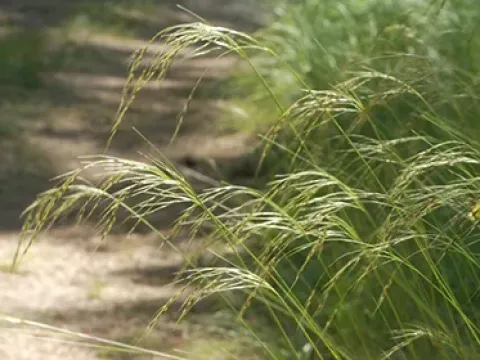 Richardson's needlegrass
