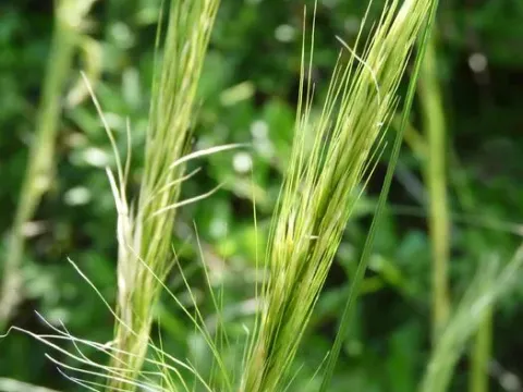 Robust needlegrass