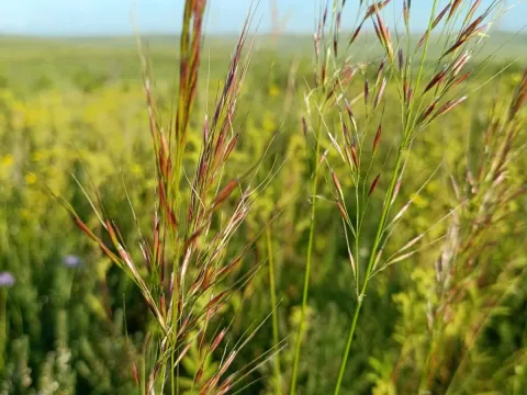 Siberian needle grass