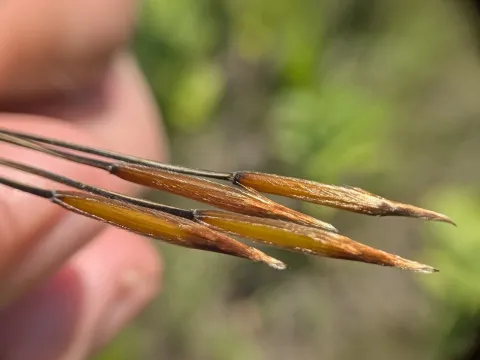 Porcupine grass