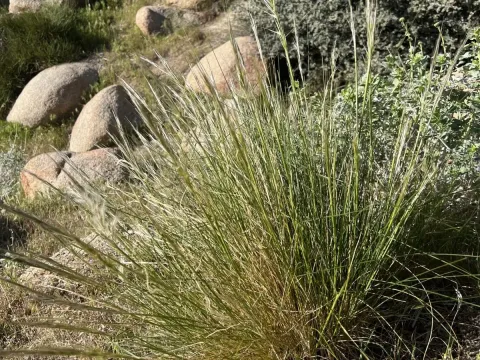 Stipa speciosa
