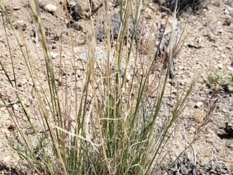 Thurber's needlegrass