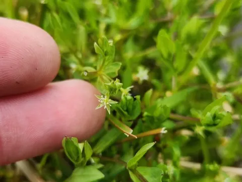 Bog starwort