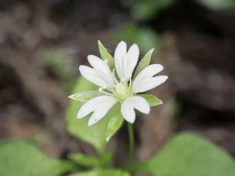 Стеллярия разноцветковая