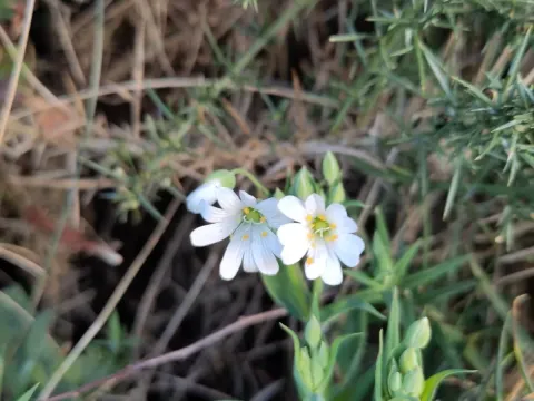 Stellaria holostea