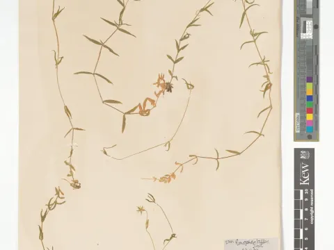 Long-stalk starwort
