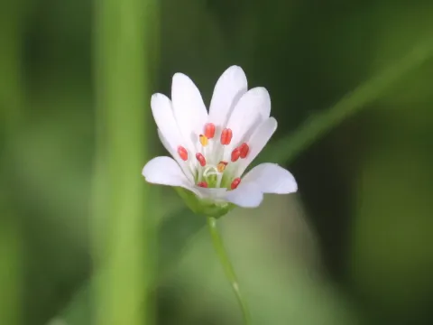 Marsh stitchwort