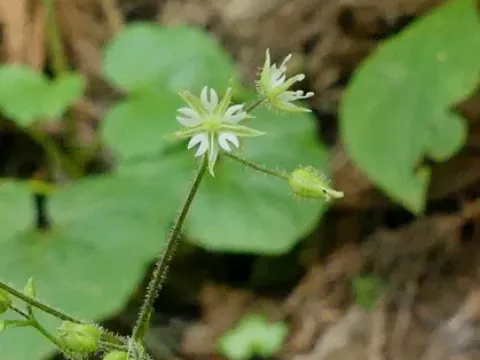 Stellaria paniculigera