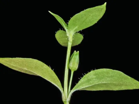 Stellaria viridula