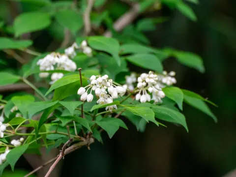 Staphylea bumalda