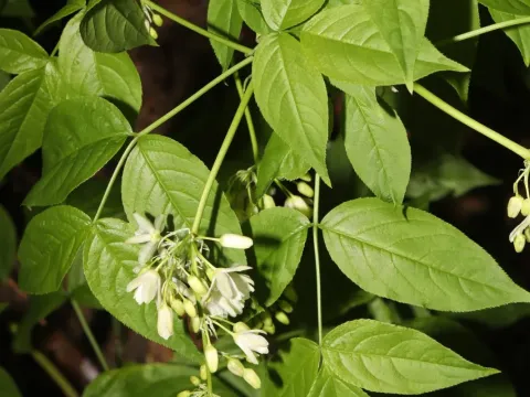 Staphylea colchica