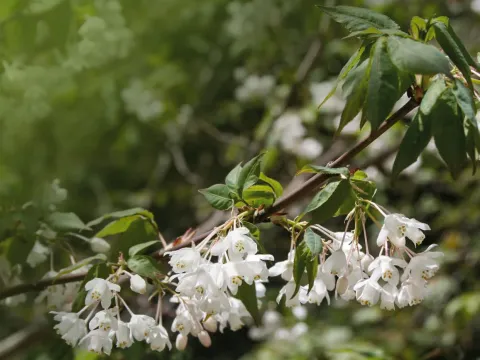 Chinese bladdernut