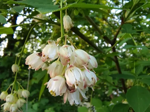 European bladdernut