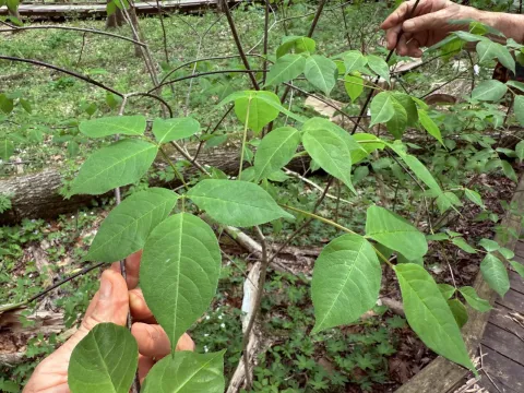 American bladdernut